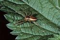Dolomedes_fimbriatus_P1170_Z_78_Les Gris_Frankrijk
